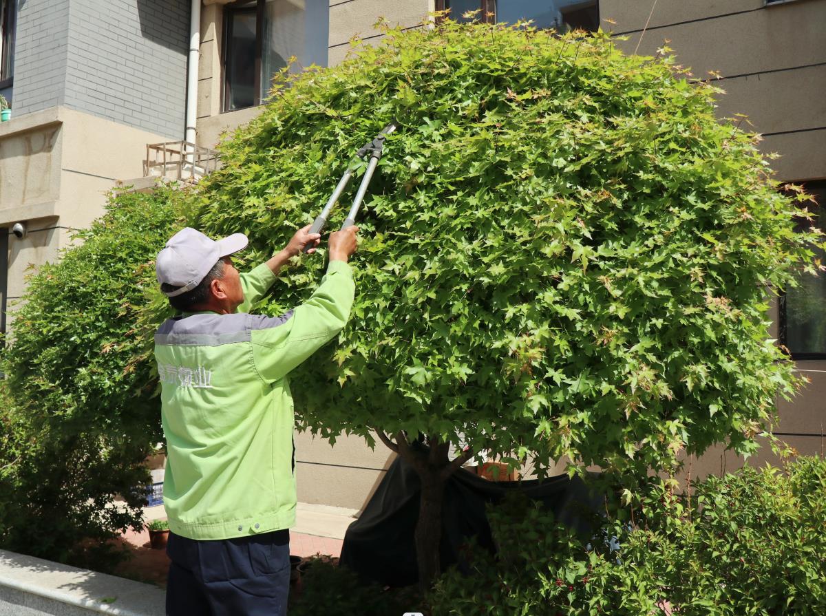 见树如见人,精细显品质(图2) 见树如见人,精细显品质(图2)